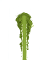 nosaku-ichi-matcha-proszek-03.webp