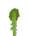 nosaku-takumi-matcha-proszek-tekstura-03.webp